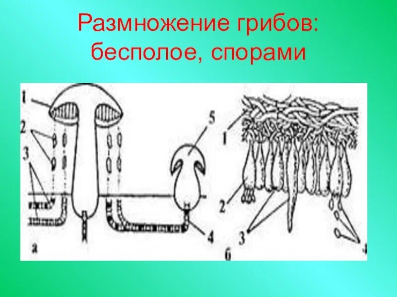 Бесполое размножение грибов рисунок. Размножение грибов спорами. Бесполое размножение гриба. Виды бесполого размножения грибов. Вместилище бесполых спор грибов