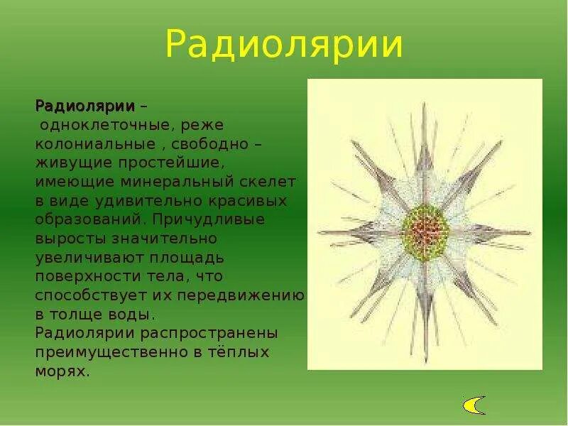 Особенности группы простейших. Радиолярии лучевики строение. Фораминиферы радиолярии солнечники. Радиолярии солнечники лучевики. Радиолярия Тип питания.