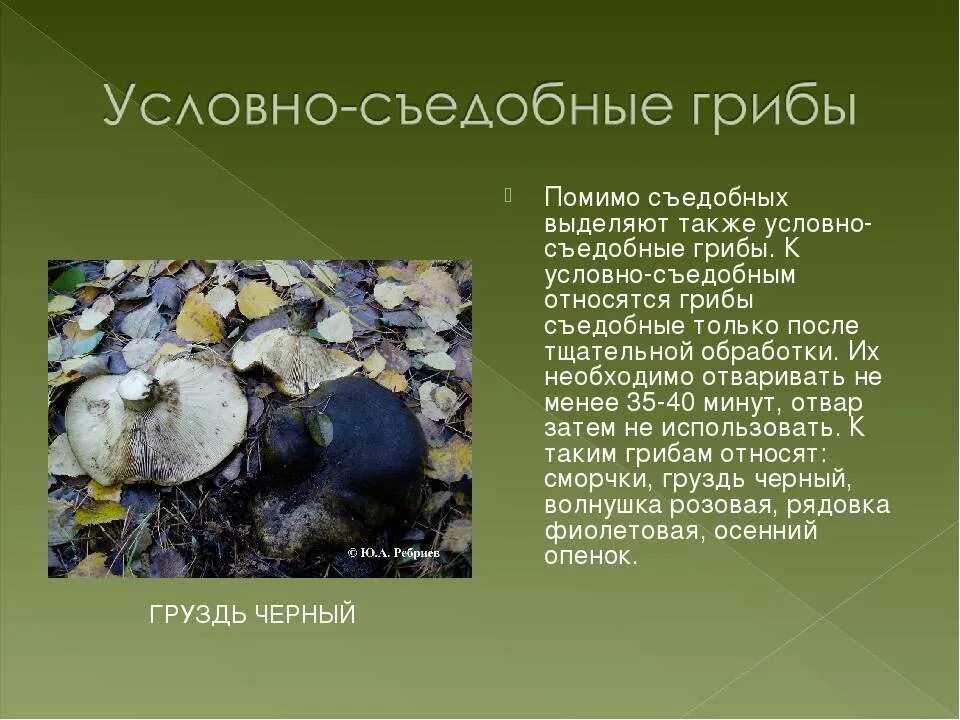Съедобные грибы, условно съедобные ,ядовитые. Условно съедобные грибы и несъедобные грибы. Условно съедобные грибы названия. Съедобные грибы, условно съедобные ,ядовитые. Съедобные грибы, условно съедобные ,ядовитые.