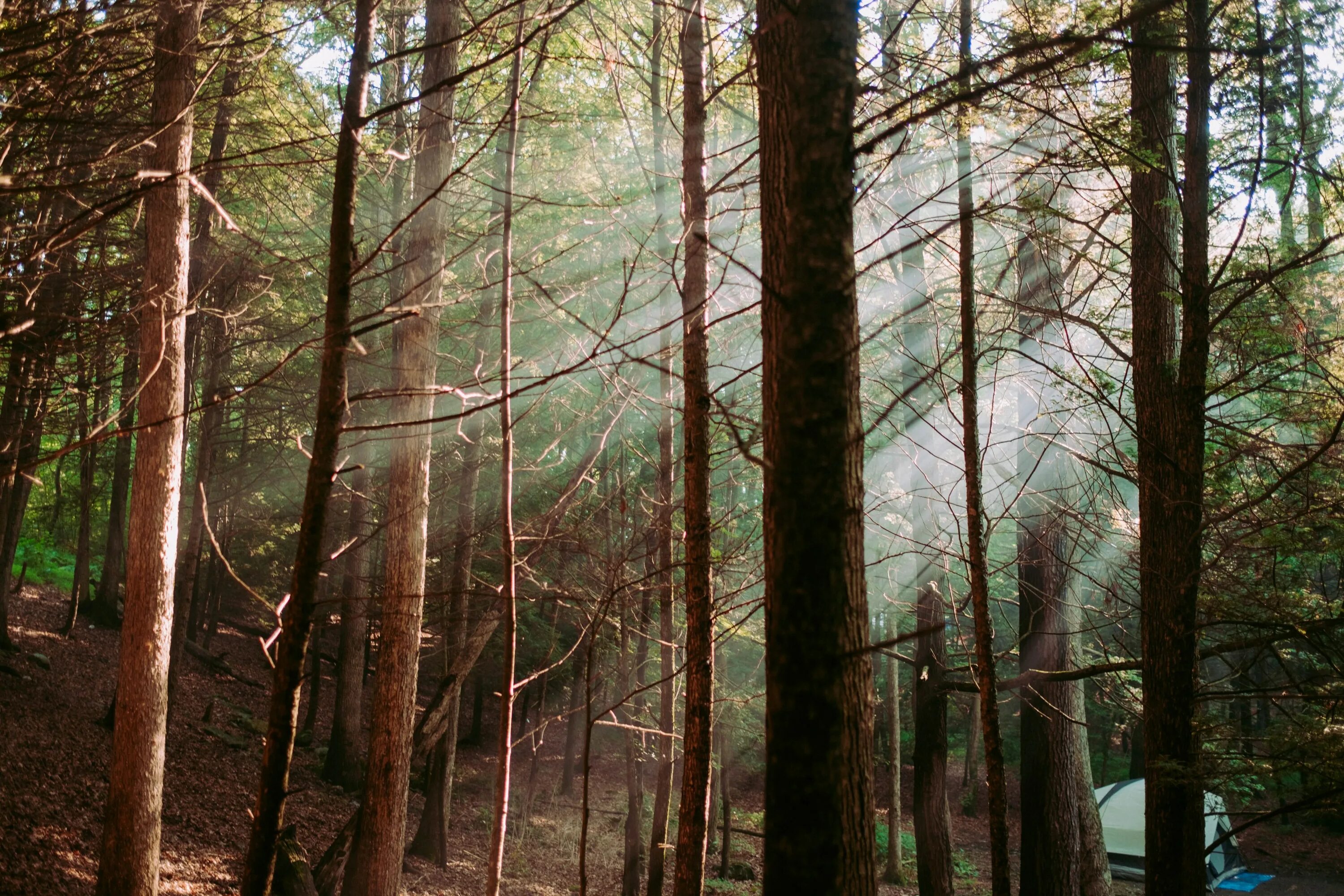 Dense forest