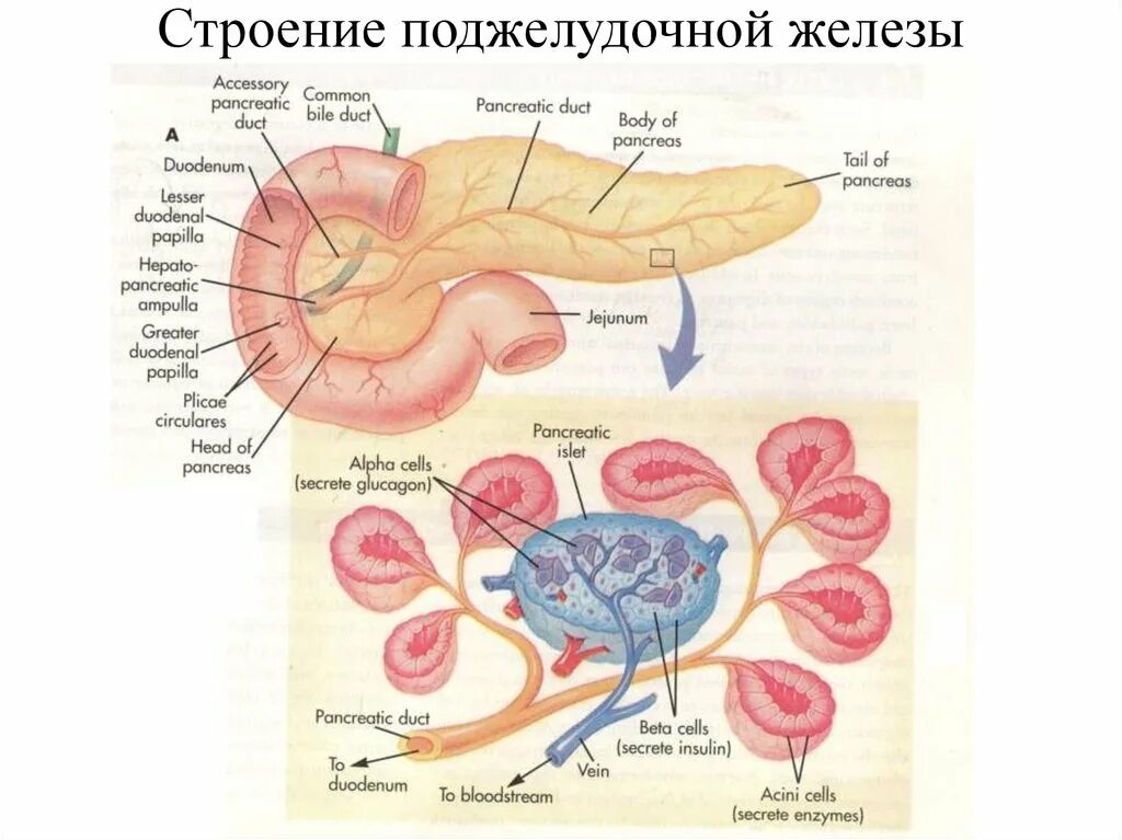 Каково внутреннее строение поджелудочной железы. Анатомические части поджелудочной железы. Строение поджелудочной железы человека схема. Строение стенки поджелудочной железы. Внутреннее строение поджелудочной железы.