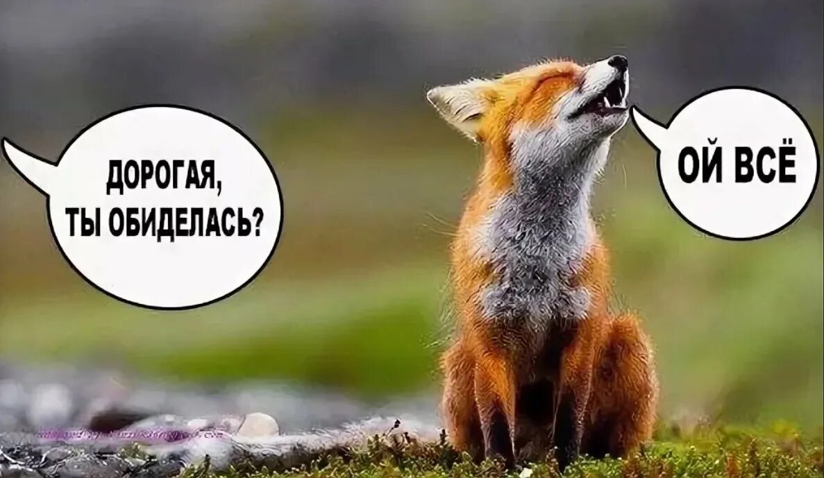 лисица сердится. лисичка неврастеничка кружка. лиса обиделась. лиса мем. лиса обиделась.