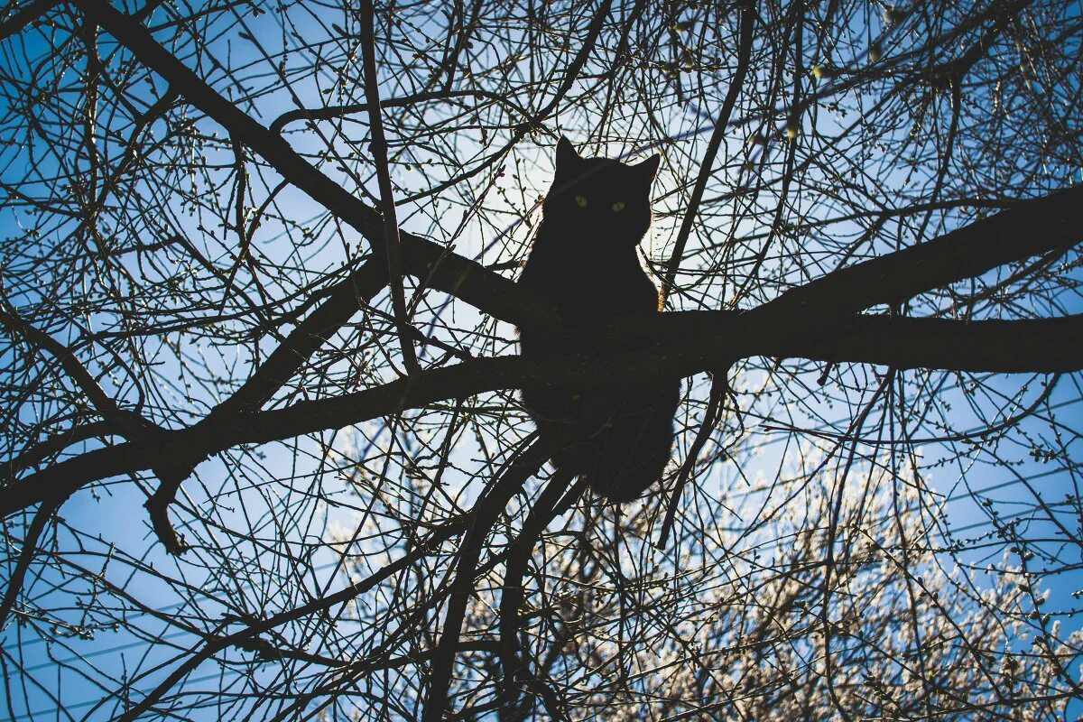 март коты прилетели. март коты прилетели. кот весной. до весны осталось совсем чуть-чуть уже коты прилетели. коты прилетели.