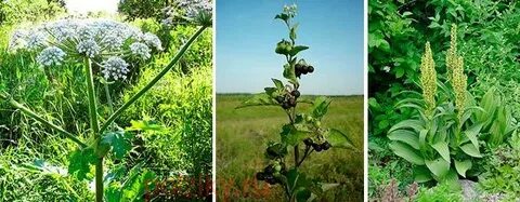 Можно ли давать курам клевер