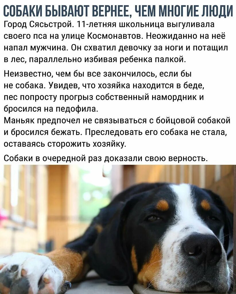 Трогательные животные. Акита ину и ричард гир. Собачья преданность. Самые верные человеку собаки. Собака друг человека.