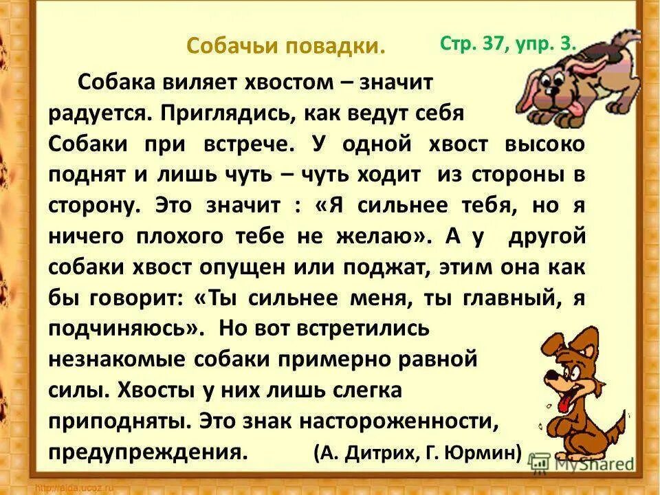 Что такое повадки животных. Почему собака виляет хвостом. Собачьи повадки. Что значит повадки собаки. Почему собака виляет хвостиком.