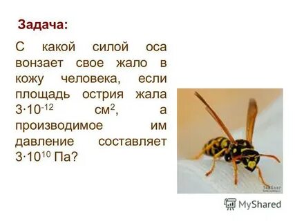 Жало 3 буквы