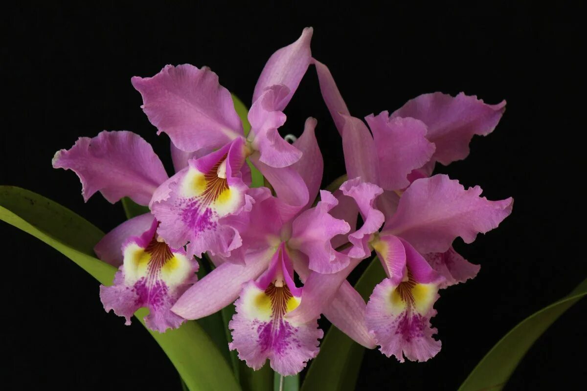 Орхидея Каттлея. Колумбийская Орхидея Каттлея. Катлея Орхидея Каттлея. Каттлея Ванилла.