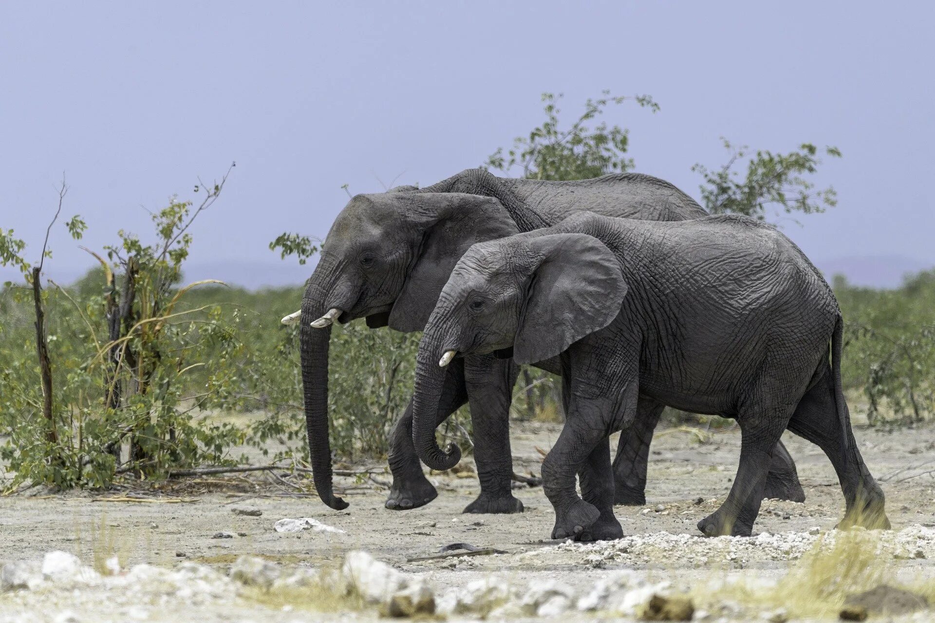 Индия слон. Спина слона. Слоны парочка. Пара слонов. Two elephants