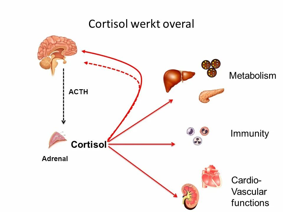 Кортизол гормон чего. Кортизол. Кортизол эмоции. Cortisol Effects. Кортизол и память.