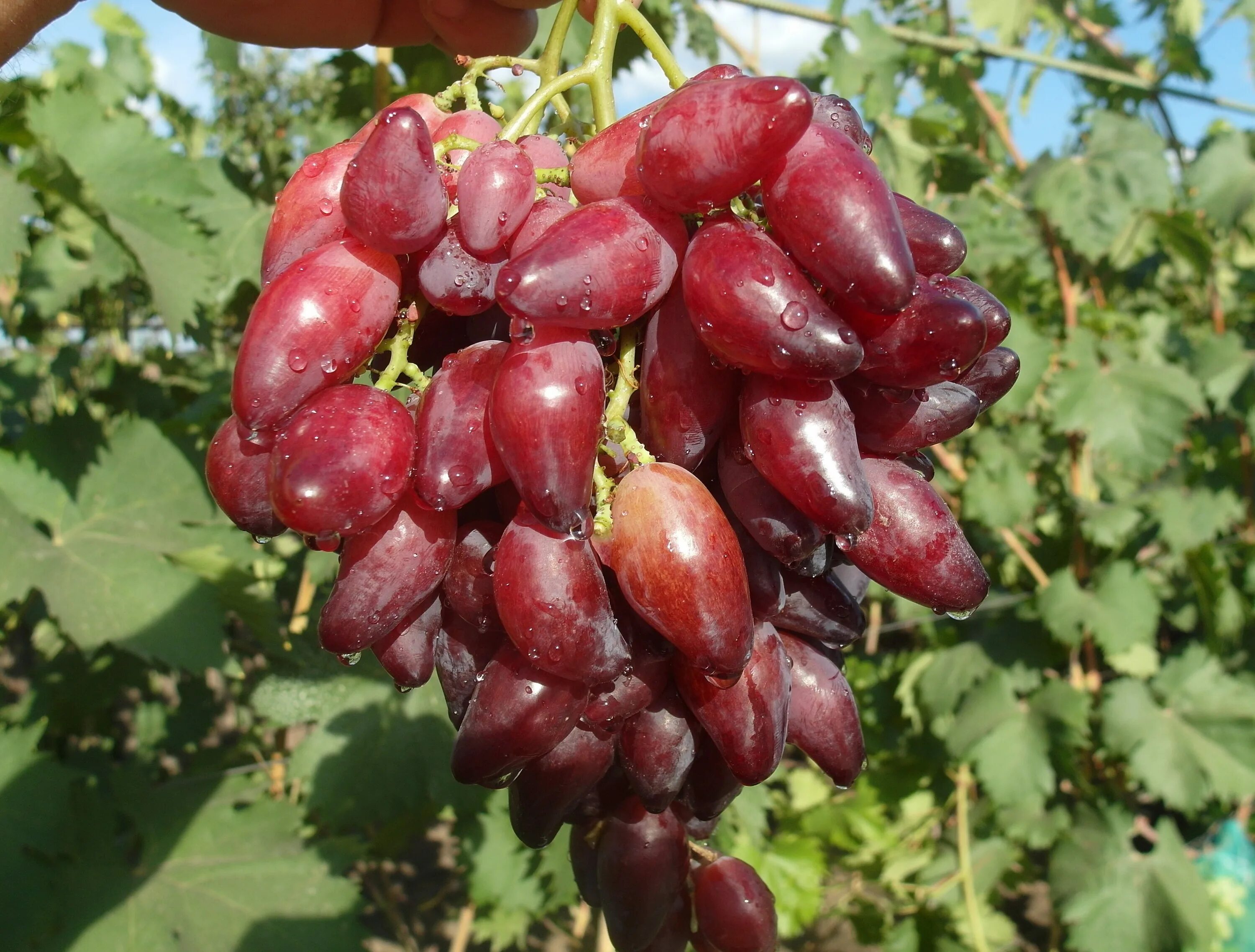 Виноград скарлет роял. Виноград кишмиш велес ранний. Виноград кишмиш красный. Описание красного винограда. Виноград руби сидлис.