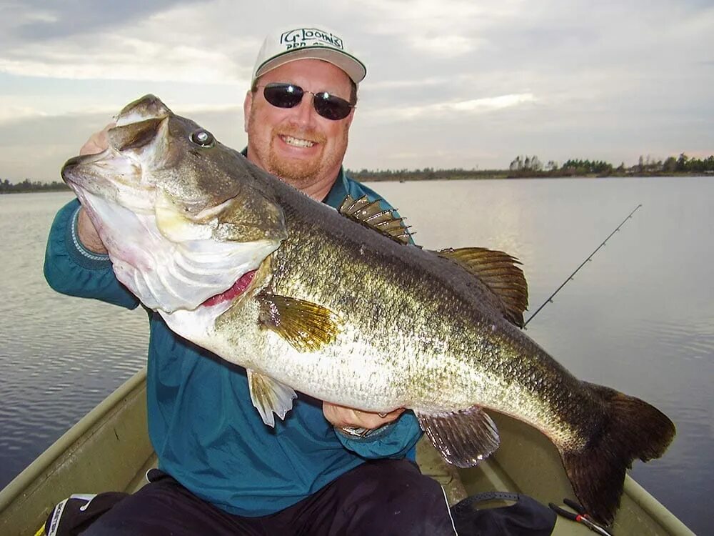 Большеротый окунь. Басс рыба. Большеротый басс. Largemouth Bass.