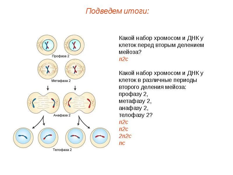 Набор клетки мейоза 2. Фазы мейоза первое и второе деление. Мейоз 1 и 2 набор хромосом. Анафаза 2 деления мейоза.