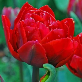 Red princess