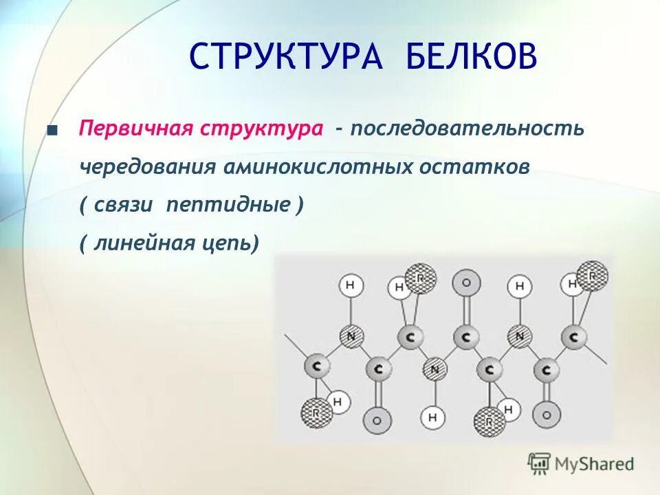 Структура белков. Первичная структура белков. Первичная структура белка. Белки первичная структура.