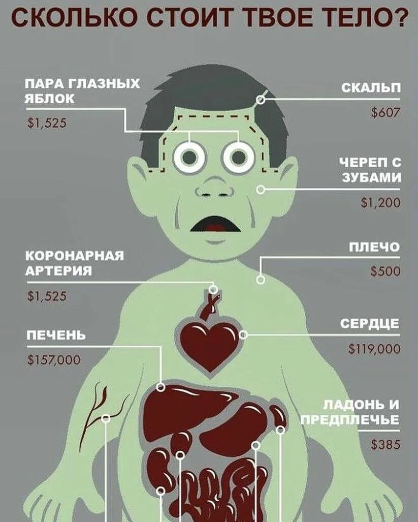 Колько стоят органы человека. Сколько стоят органы человека. Расценка органов человека на черном рынке. Расценки на органы человека. Органы человека на черном рынке.