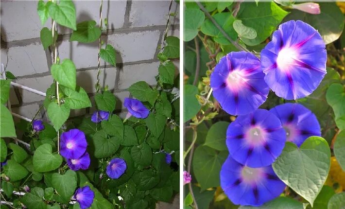 Какие сорта ипомеи запрещены. Ипомея каирская. Ипомея беляночка. Какие сорта ипомеи запрещены. Ипомея тальянка.