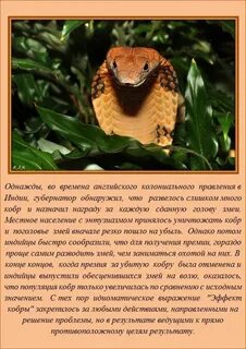 Самые разные факты