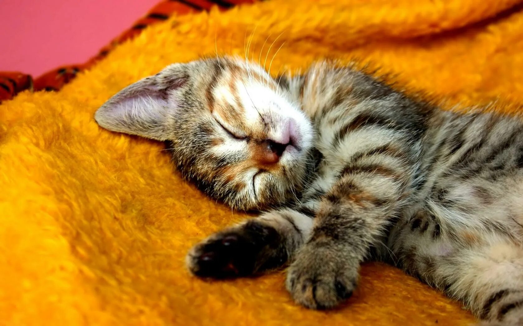 Кошечка спит. Котик спит. Спящий котенок. Спящая кошка картинки. Котики спят картинки.