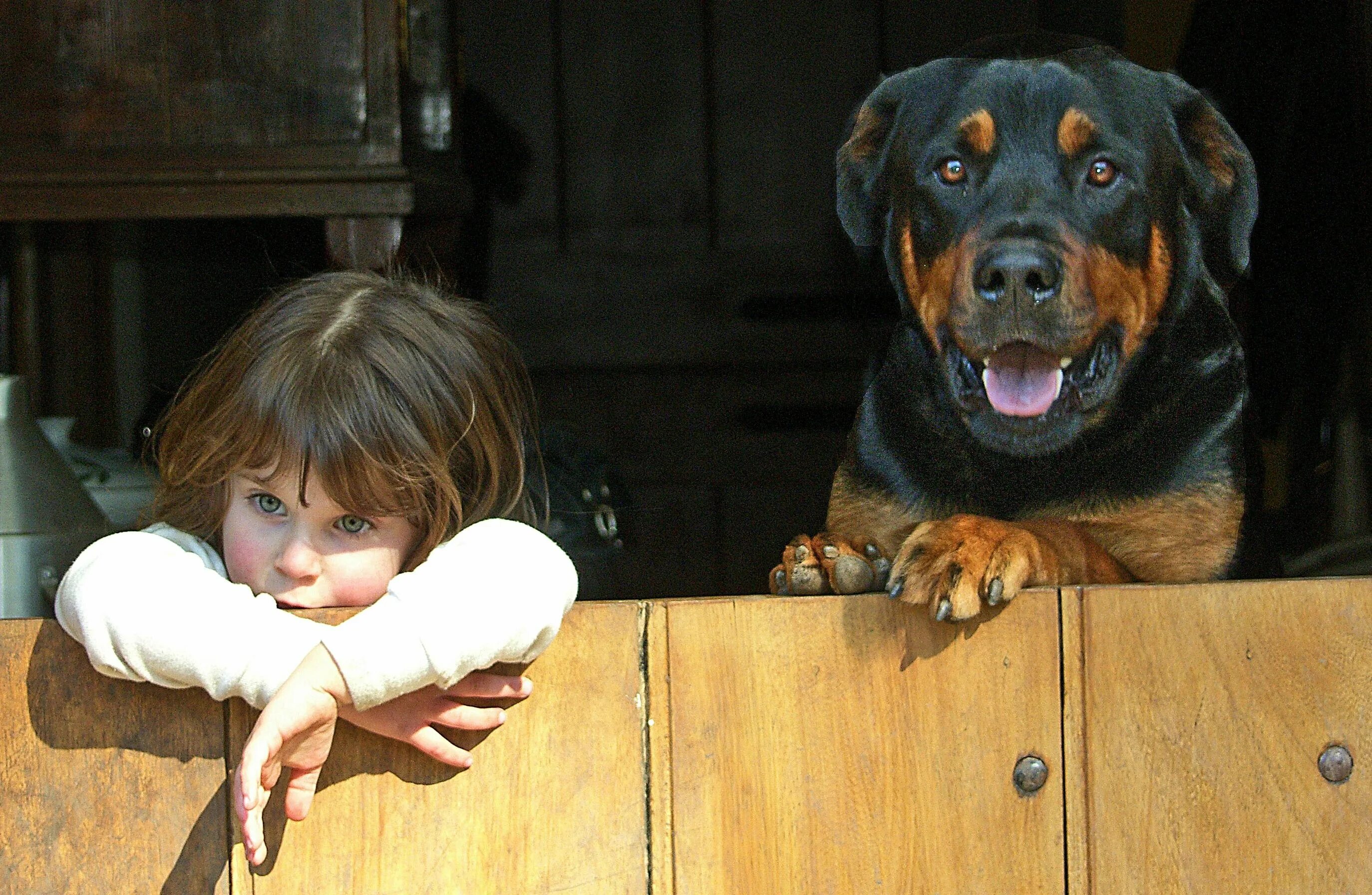 Собаки для охраны. Собака охраняет дом. Собака во дворе. Собаки которые сторожат дом. Хозяином и сторожем