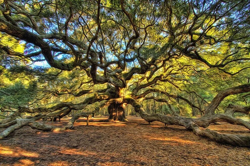 Nearer tree