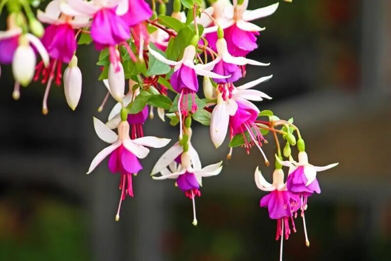 Flowers, fuchsia, plant, garden, nature - free image from needpix.com