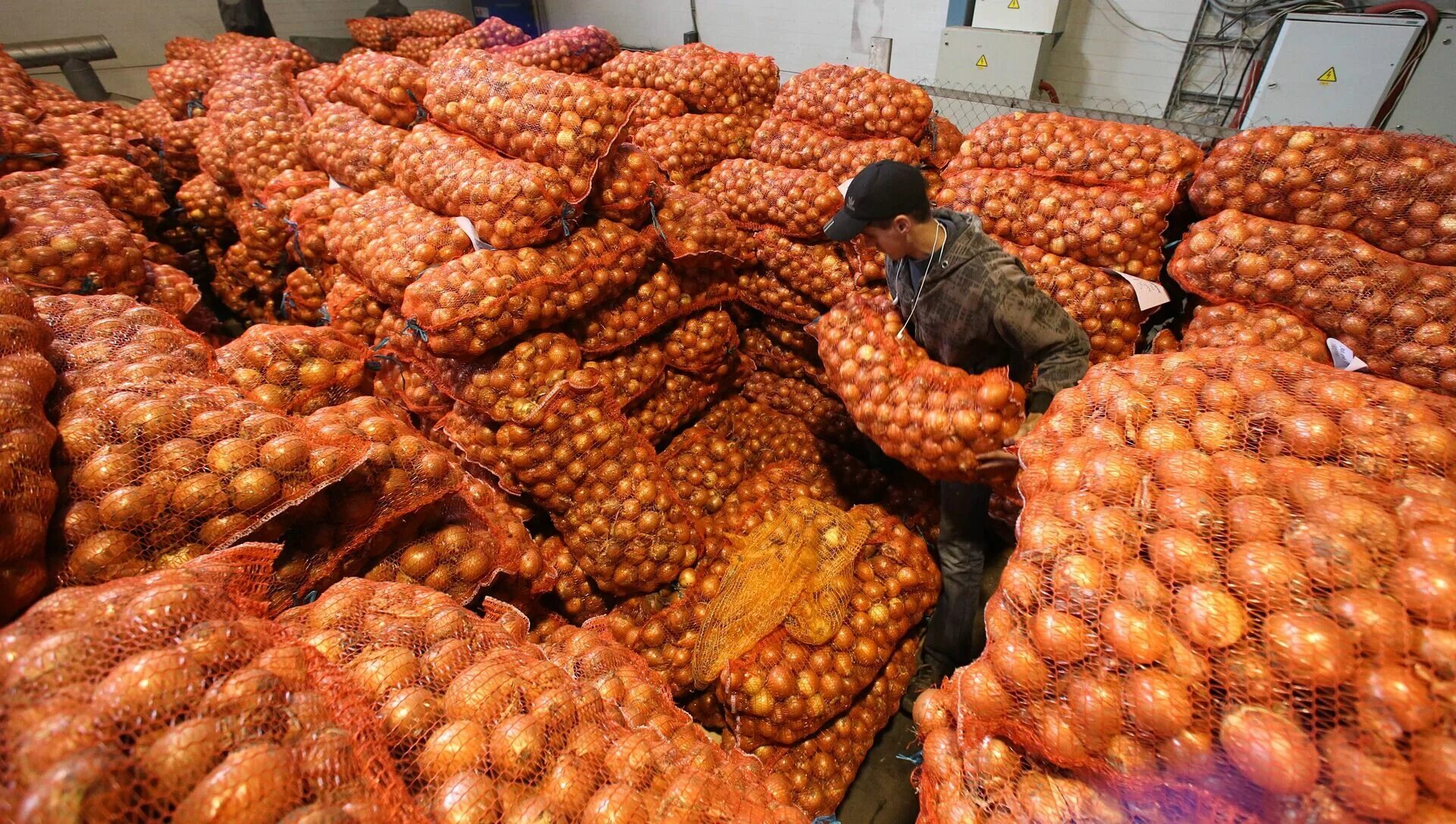 Склад овощей. Овощебаза. Овощной склад. Продуктовый рынок.