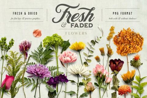 Fresh & Dried Flower Scene Creator & Flat Lay (876261) Scene Creators Design Bun