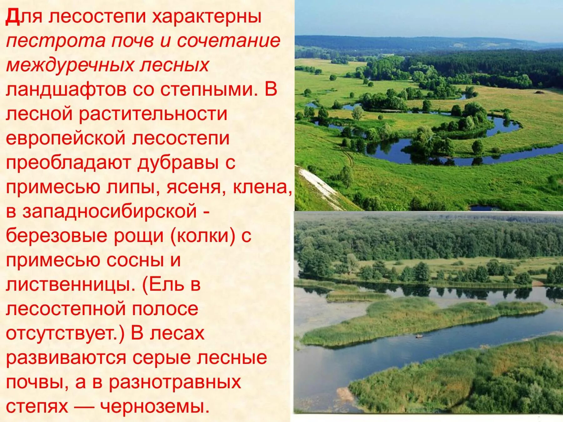 Лесостепь россии урок. Лесостепь презентация. Презентация на тему лесостепи. Проект лесостепь. Степи и лесостепи презентация.