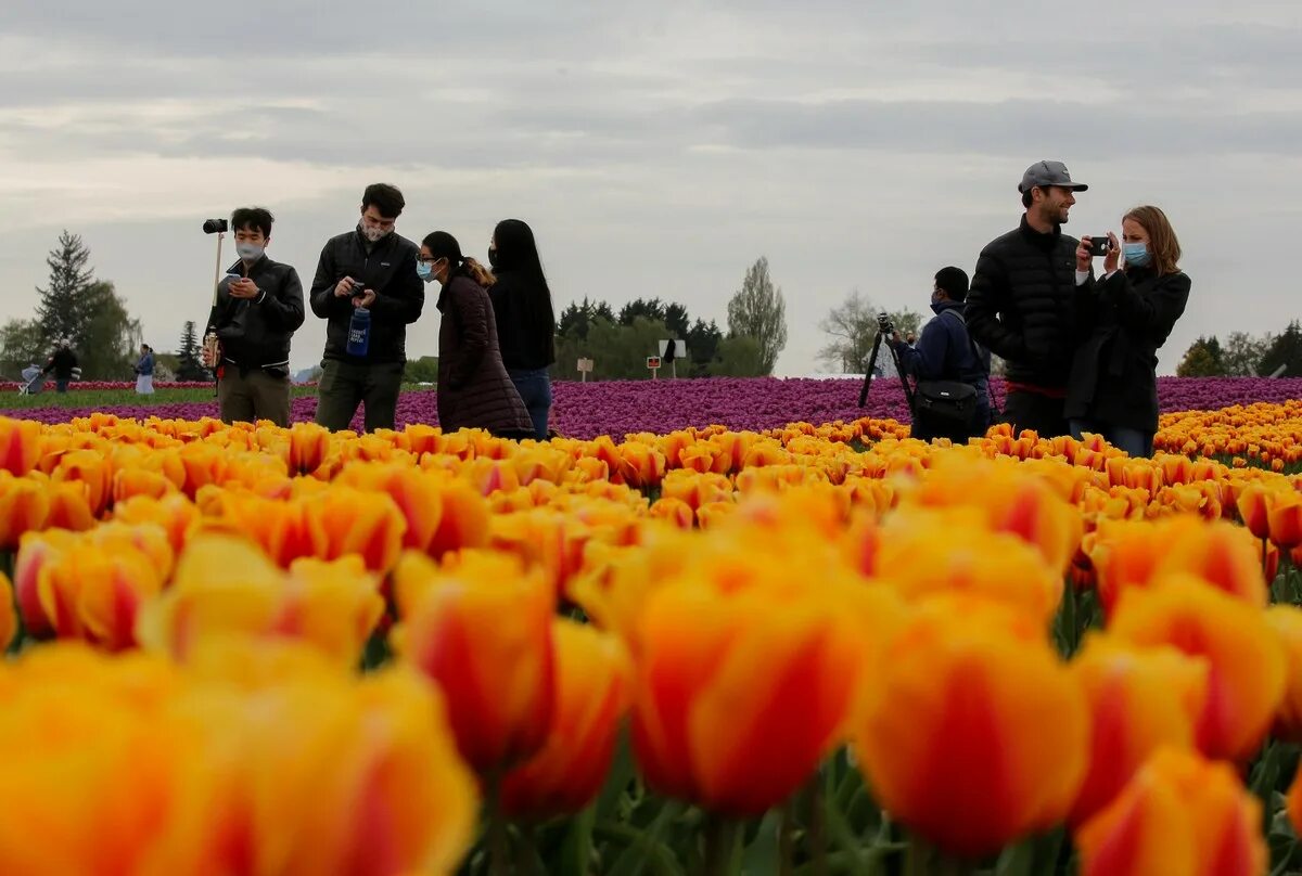 Tulip Fest Skagit Valley. Фестиваль цветущих тюльпанов. Поле нарциссов. Море цветов нарциссы тюльпаны.