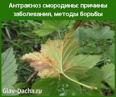 Антракноз лечение препараты