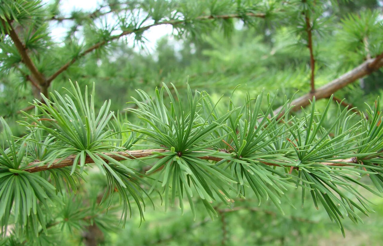 Лиственница сибирская lárix sibírica. Лиственница листопадное. Лиственница хвойное или лиственное дерево 1 класс. Возраст лиственницы сибирской. Лиственница это хвойное или лиственное.