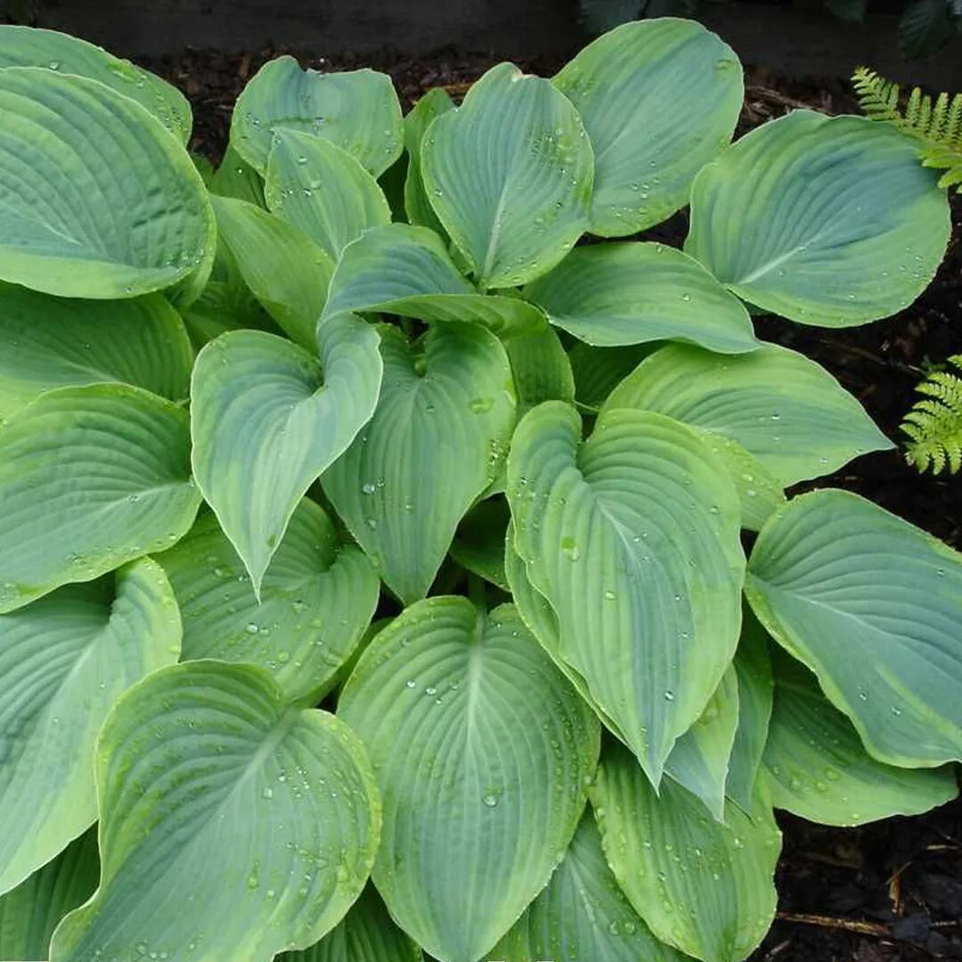 хоста june франсен. хоста монинг лайт. хоста invincible. хоста спринг лав. хоста франзен хоста.