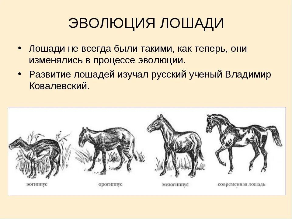 Эволюция лошади Ковалевский. Происхождение лошади. Появление лошадей. Эволюция предков лошади.