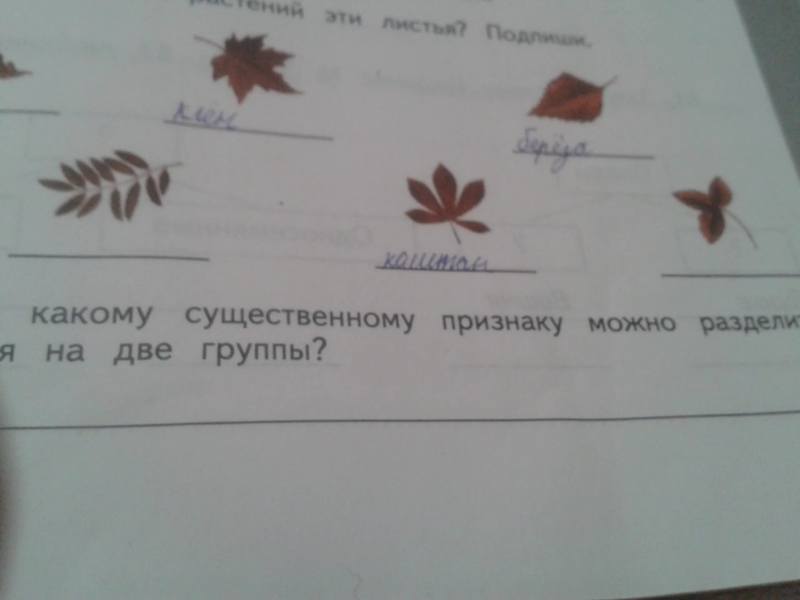 На какие две группы можно разделить растения. От каких растений эти листья. От каких растений эти листья Подпиши. От каких растений эти листья Подпиши 3. От каких растений эти листья Подпиши 3 класс окружающий мир.