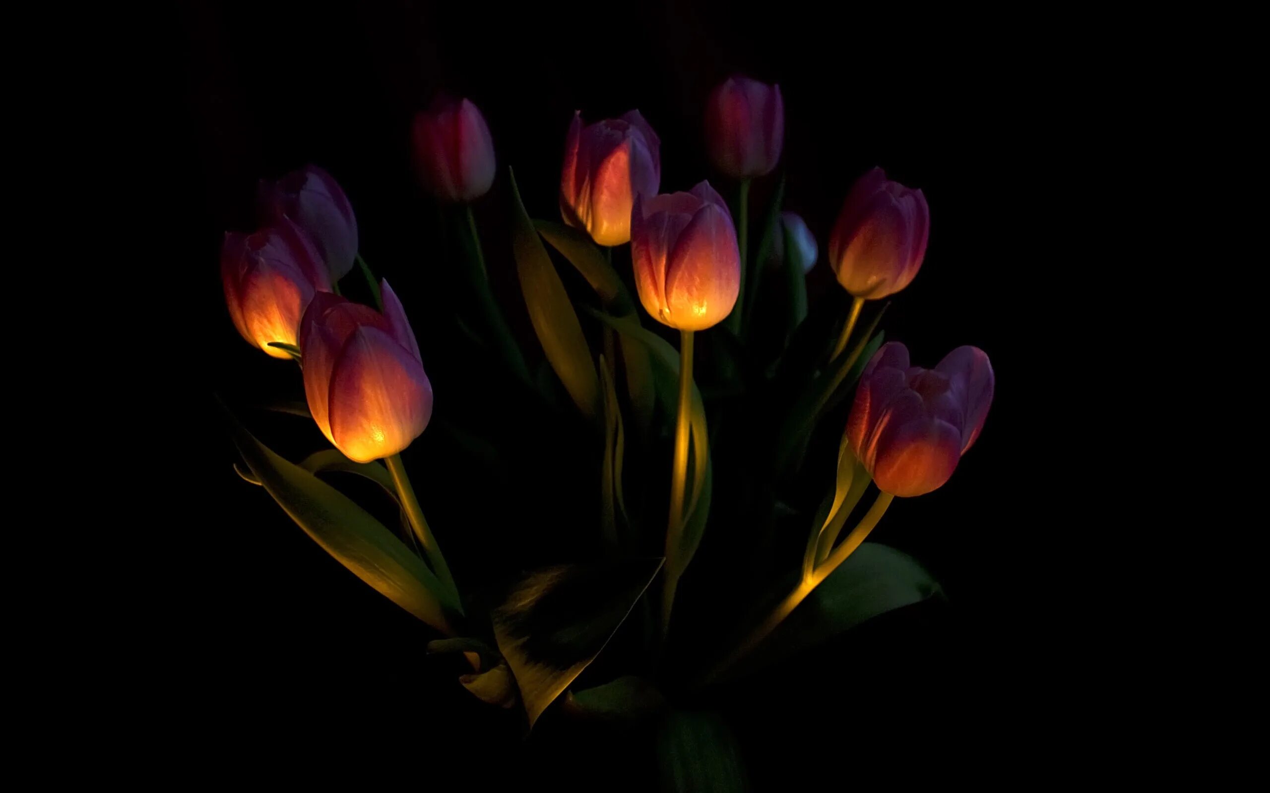 Тюльпаны в темноте