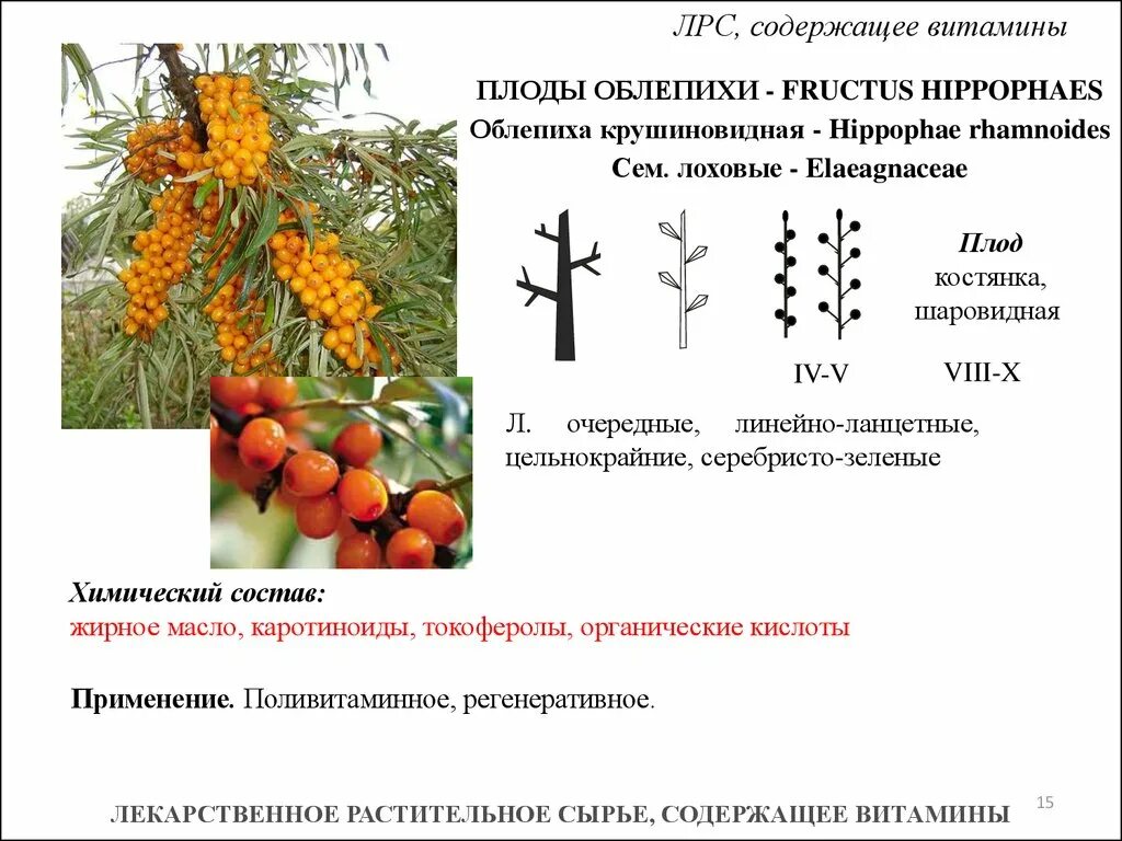 Лекарственное растительное сырье характеристика. Облепиха крушиновидная формула цветка. Формула цветка облепихи. Химический состав плодов облепихи крушиновидной. Лекарственные растение сырье плоды.