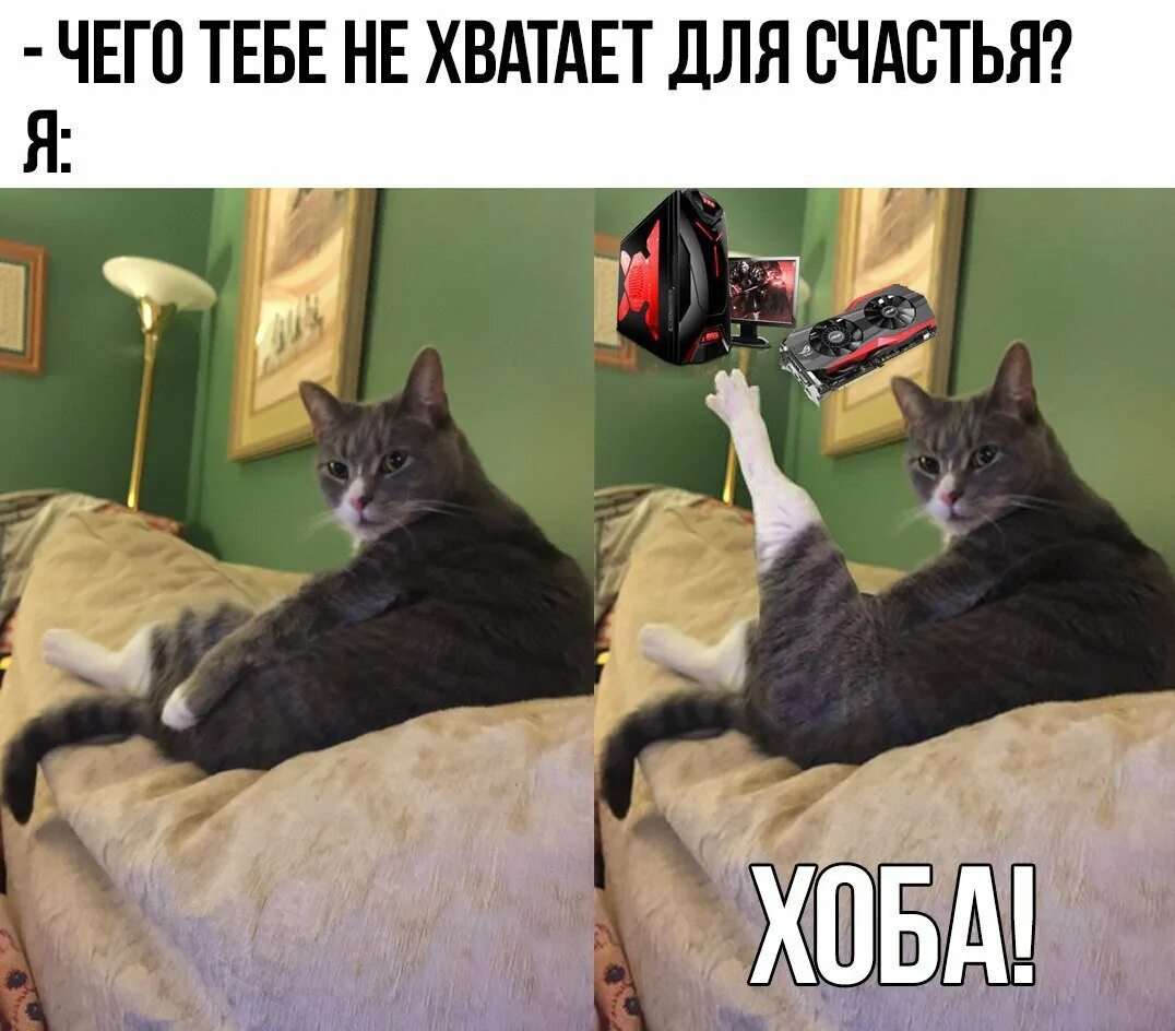 Оба кот. Хоба. коты хоба. хоба у котов. хоба дабл хоба.
