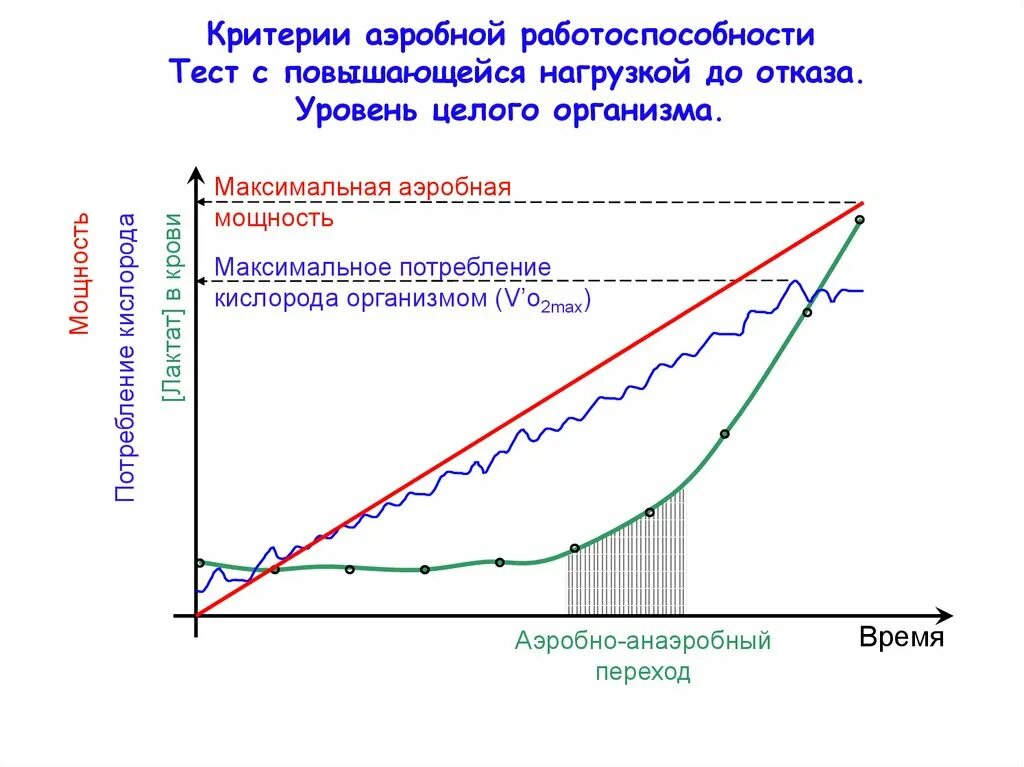 Наиболее высокие значение максимального потребления кислорода