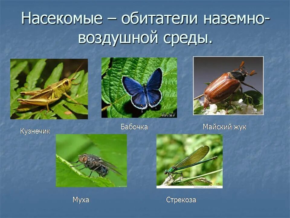 Представители насекомых. Класс насекомые. Многообразие представители насекомых. Класс насекомые разнообразие.