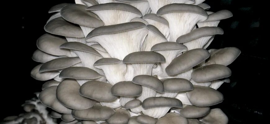 Вешенков. Вёшенка устричная (pleurotus ostreatus). вешенка обыкновенная. вёшенка обыкновенная. грибы семейства вешенковых.