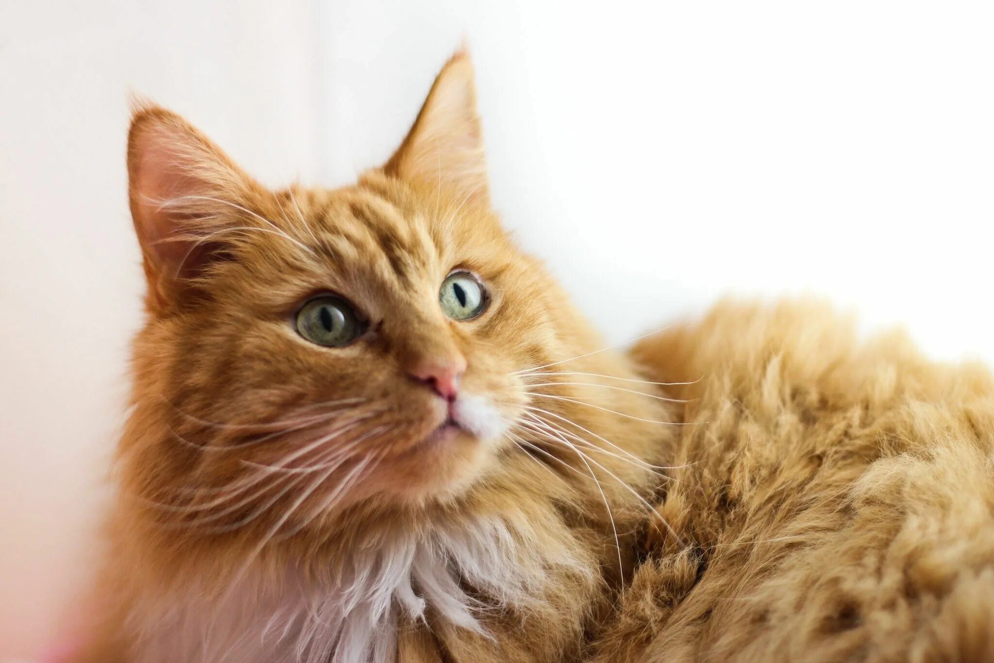 Порода кошек с рыжей шерстью. Норвежская Лесная кошка рыжая. Норвежский Лесной кот рыжий. Норвежская длинношерстная Лесная кошка. Порода кошек Норвежская Лесная рыжая.