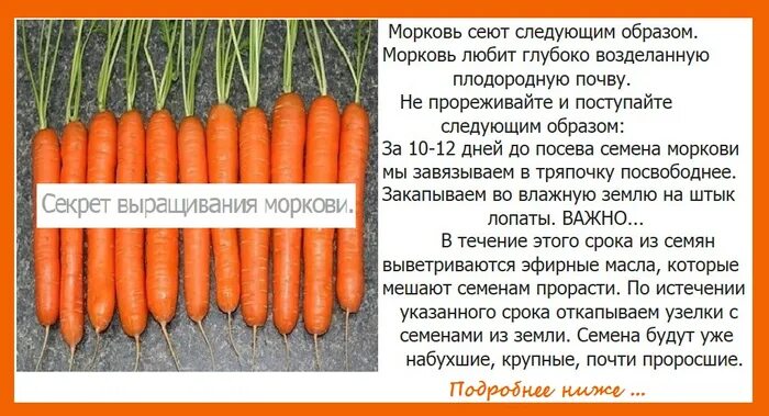 Масса выращенной моркови в 3 раза. Хорошие семена моркови. Сорта моркови для посадки. Морковь семена лучшие. Вырастить морковь.
