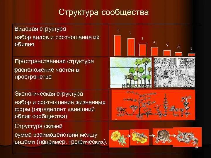 Структура сообщества видовая морфологическая трофическая. Структура сообщества. Структура сообщества биология. Видовая структура.