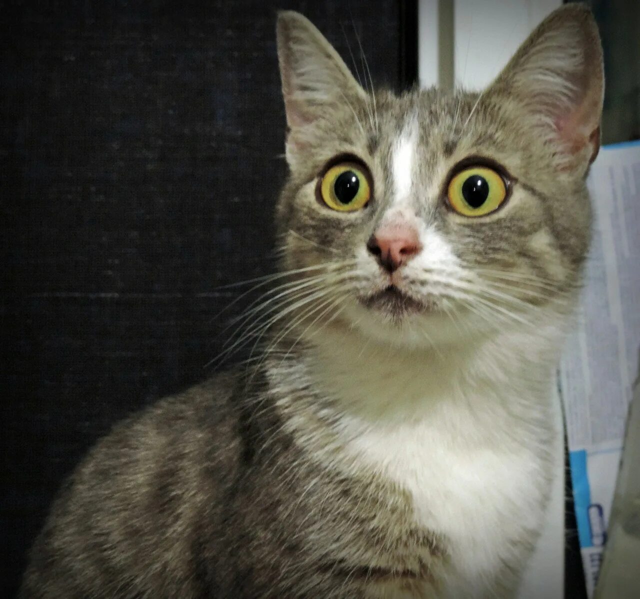 Удивленный кот. Увидленый кот э. Коты удивление. Удивленный взгляд кота. Кошка удивлена
