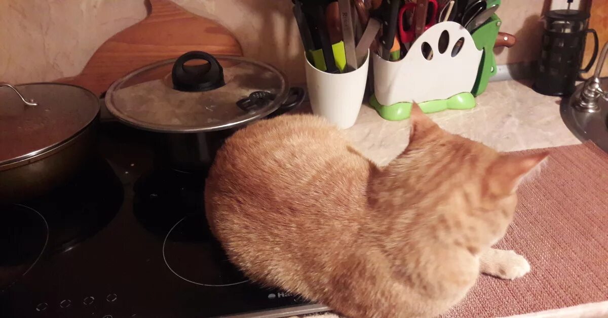 Cat cook. Кот на плите. Котик у плиты. Кот на кухне готовит. Кот на электроплите.