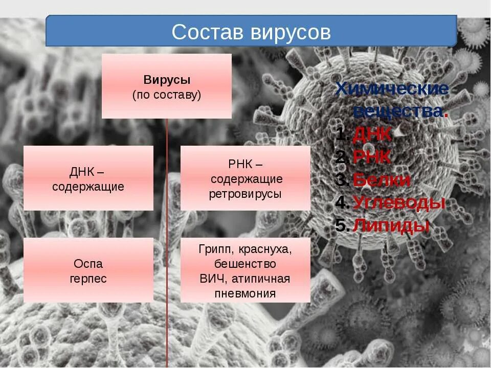 Структура вириона вируса спида. Строение вируса вич рнк. Вирусы презентация. Структура вириона вич инфекции. Вирус иммунодефицита человека содержит днк.