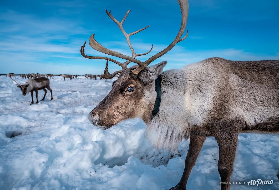тундровый песец. гигантский белый медведь. северный олень янао. ямало-ненецкий автономный округ животный мир. животный мир янао.