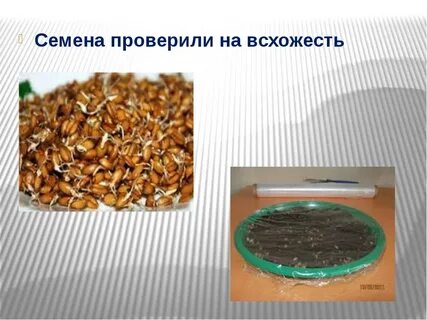Почему нужно проверять семена на схожесть