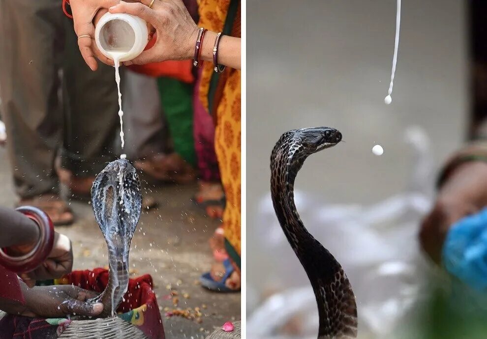 Праздник Nag Panchami в Индии. Нагапанчами. Праздник змей. Священные животные Индии Кобра. Праздник змей в Индии.